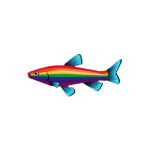 Rainbow Striped Minnow